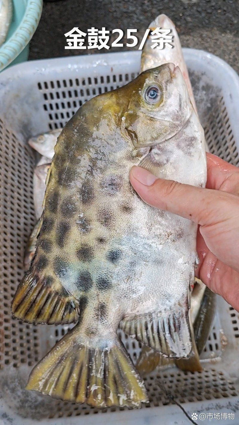 金鼓魚40塊錢一斤