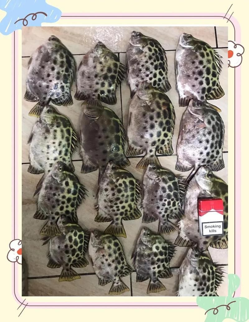 金鼓魚40塊錢一斤