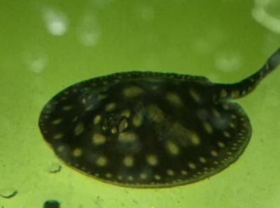 龍魚腸炎多久能恢復正常：龍魚腸炎的恢復時間