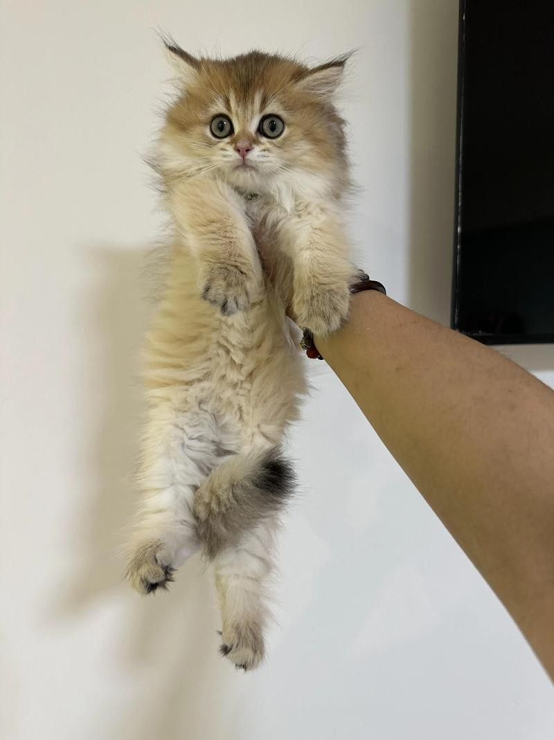 重慶龍魚貓