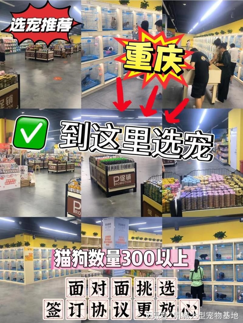 重慶龍魚貓