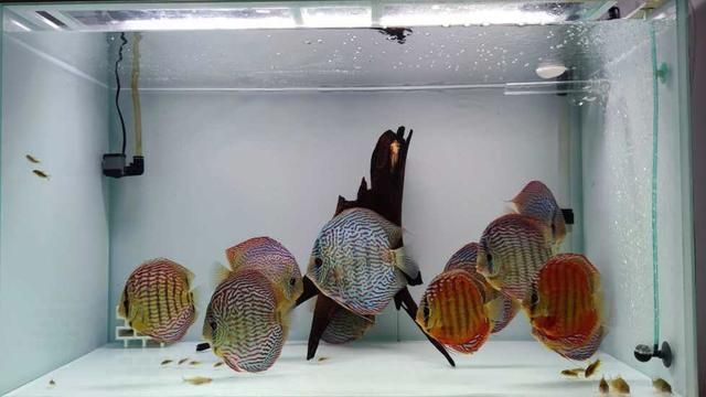 七彩神仙魚配龍魚怎么配：七彩神仙魚和龍魚可以混養嗎