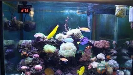 龍魚的養殖環境對其生長發育和外觀特征有著重要的影響：全黑缸養龍魚可行嗎