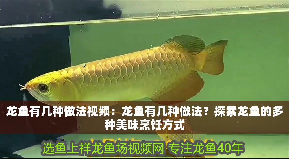 龍魚有幾種做法視頻：龍魚有幾種做法？探索龍魚的多種美味烹飪方式