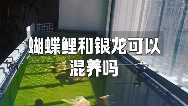 蝴蝶鯉跟龍魚混養(yǎng),龍魚怎么一直在底層