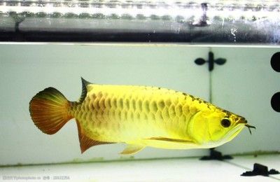 如何選金龍魚活體魚（如何挑選金龍魚活體魚）