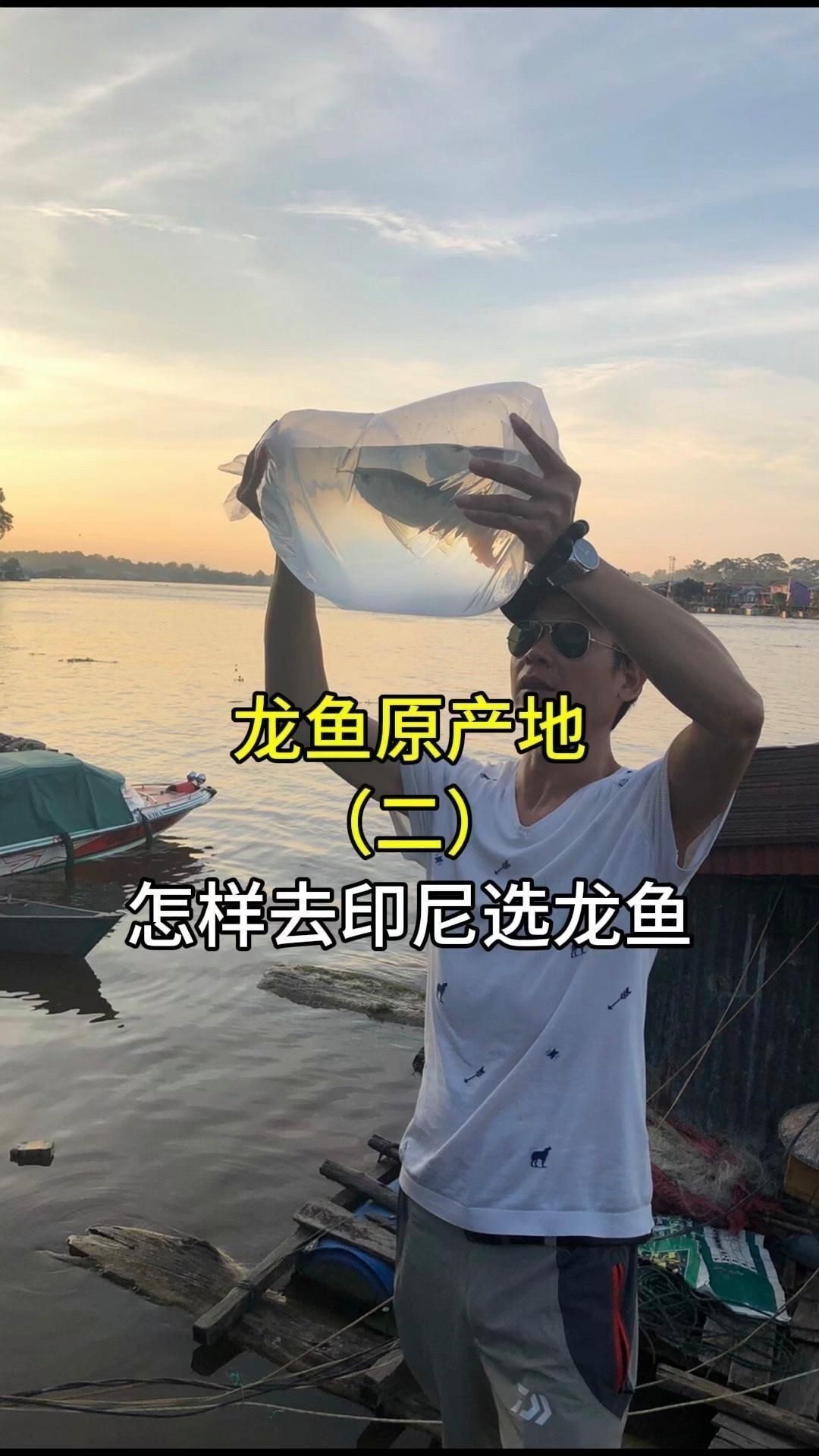 如何挑選健康的印尼紅龍魚苗？