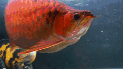 龍魚圖片 壁紙高清豎屏