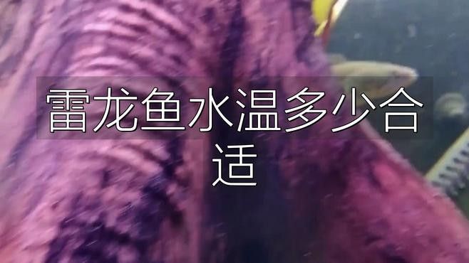 鬼王雷龍的最佳繁殖溫度是多少？