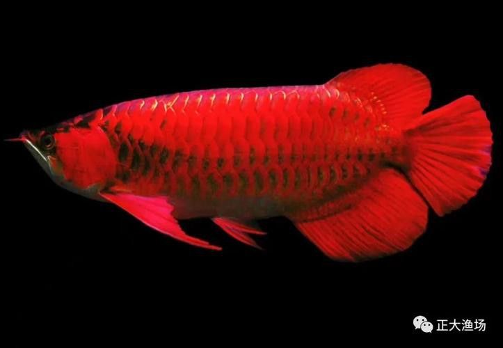 紅龍魚等級區(qū)分圖解圖