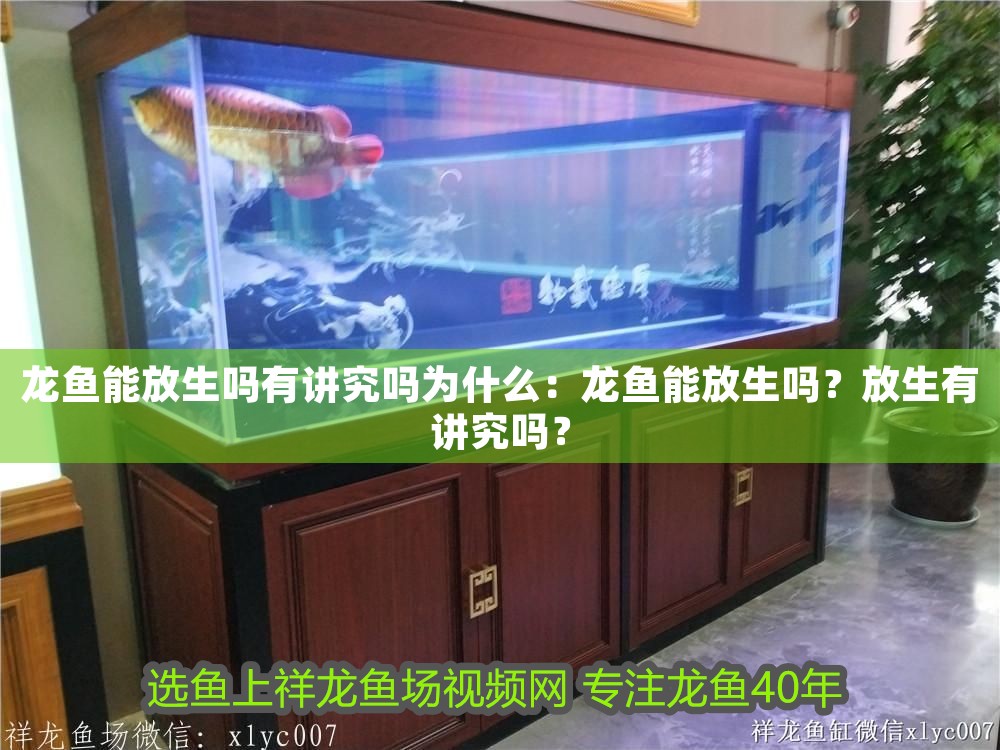 龍魚能放生嗎有講究嗎為什么：龍魚能放生嗎？放生有講究嗎？