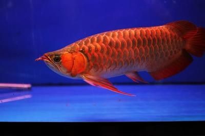 紅龍魚最佳水溫是多少：紅龍魚幼魚飼養技巧