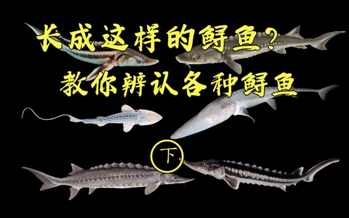 如何區(qū)分雜交鱘和中華鱘？