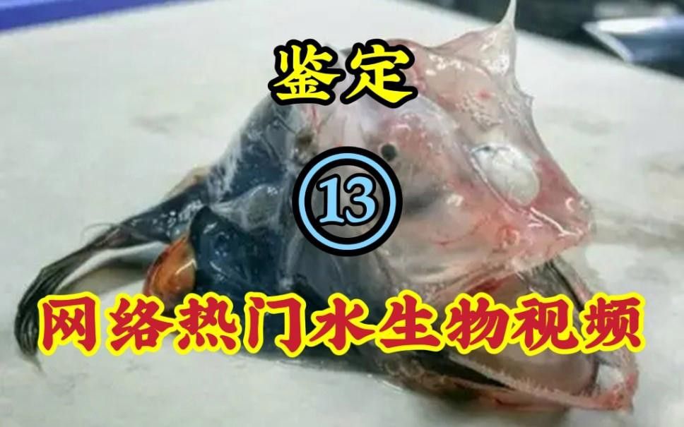如何區(qū)分雜交鱘和中華鱘？