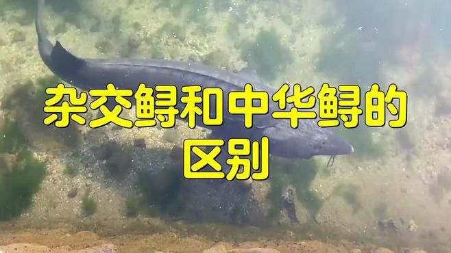 如何區(qū)分雜交鱘和中華鱘？