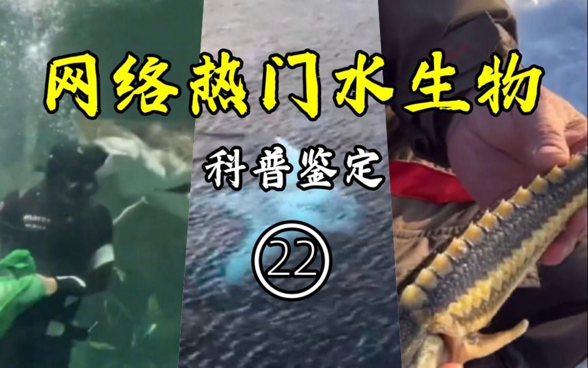 如何區(qū)分雜交鱘和中華鱘？