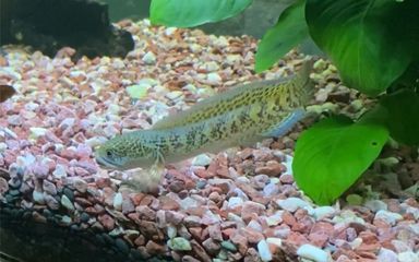 血斑一型雷龍魚保護(hù)色多久能退：如何幫助雷龍魚退去保護(hù)色