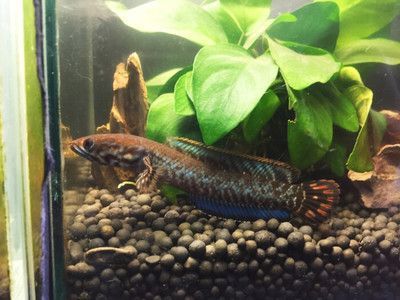 血斑一型雷龍魚保護(hù)色多久能退：如何幫助雷龍魚退去保護(hù)色