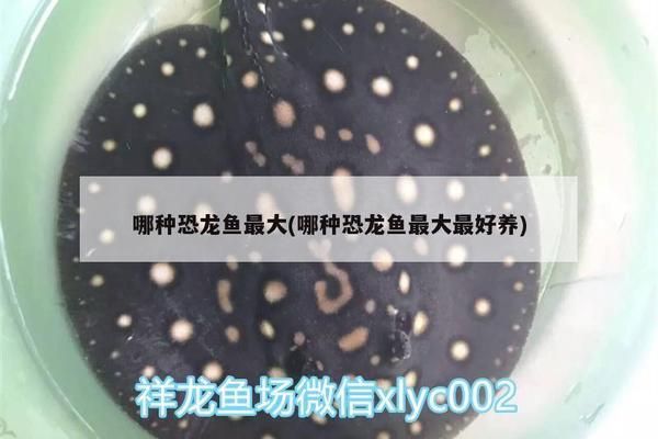 養(yǎng)金龍魚(yú)貴嗎知乎：養(yǎng)金龍魚(yú)的費(fèi)用主要取決于金龍魚(yú)的品種、大小、品相等
