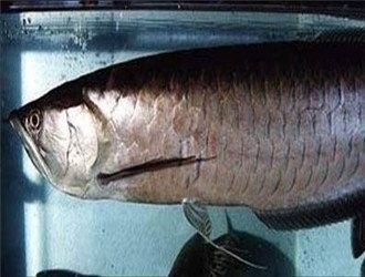 黑龍魚的介紹詞語