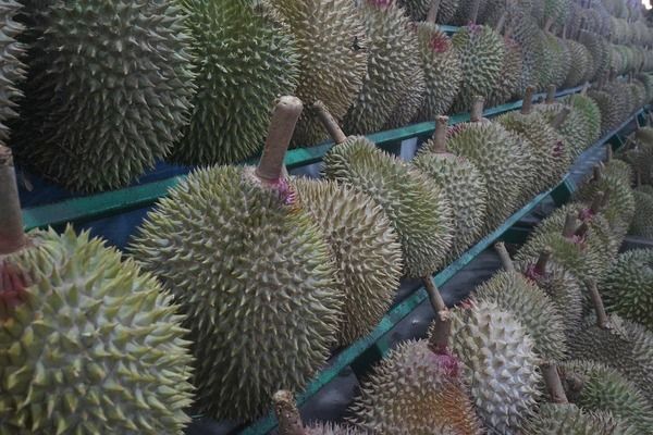 龍魚什么品種最貴的魚：世界上最貴的龍魚品種，價格7000元以上不封頂