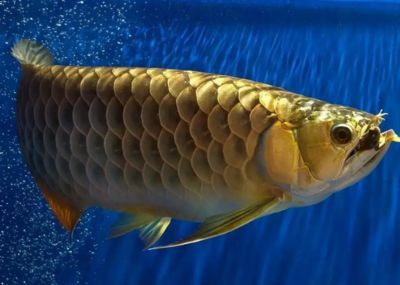 龍魚只吃小活魚怎么辦（龍魚只吃小活魚怎么辦龍魚只吃小活魚怎么辦）