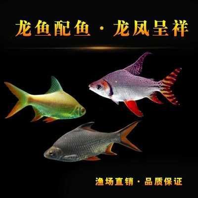 龍魚配泰國鯽魚好嗎，龍魚與泰國鯽魚混養比例,泰國鯽魚日常飼料選擇指南