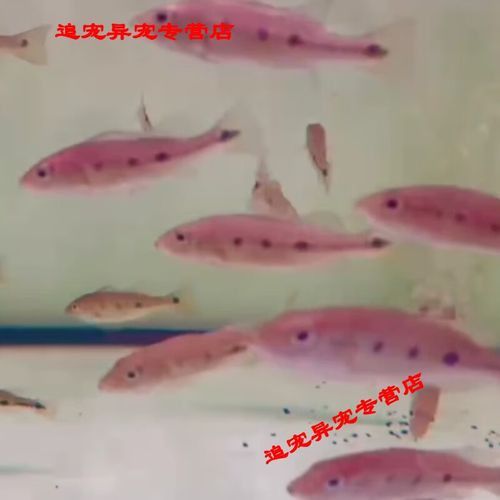 金龍魚和巴西亞魚混養可以嗎圖片