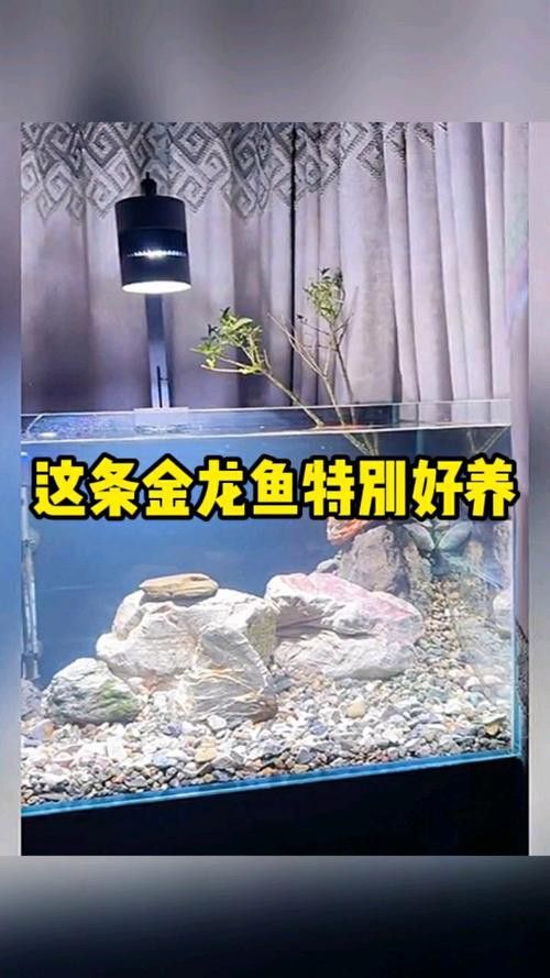 金龍魚和巴西亞魚混養可以嗎圖片