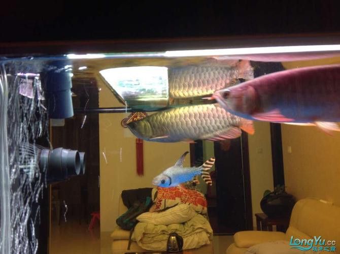 金龍魚和巴西亞魚混養可以嗎圖片