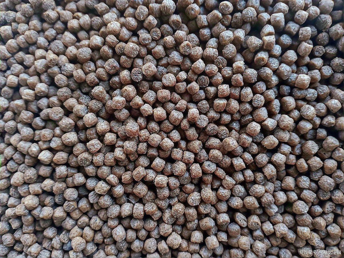 如何判斷小金龍魚飼料是否新鮮？