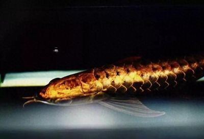 賣龍魚取一個店名可以嗎多少錢（龍魚店名創意征集）