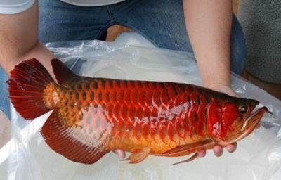 賣龍魚取一個店名可以嗎多少錢（龍魚店名創意征集）