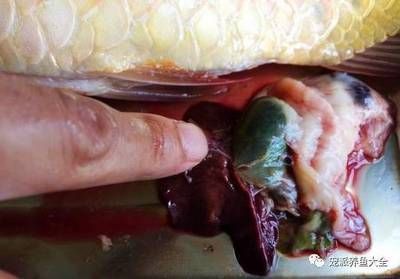 龍魚做完掉眼手術還是掉眼皮怎么回事：龍魚掉眼手術后仍出現掉眼皮的情況可能由以下幾個原因引起