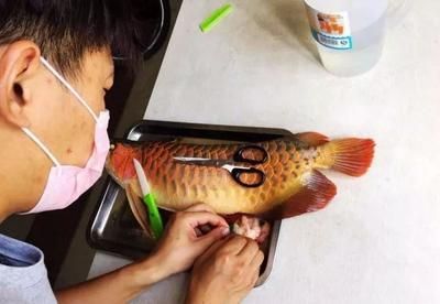 龍魚做完掉眼手術還是掉眼皮怎么回事：龍魚掉眼手術后仍出現掉眼皮的情況可能由以下幾個原因引起