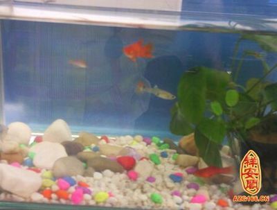 家里養龍魚的風水講究（養龍魚有什么風水講究及注意事項）