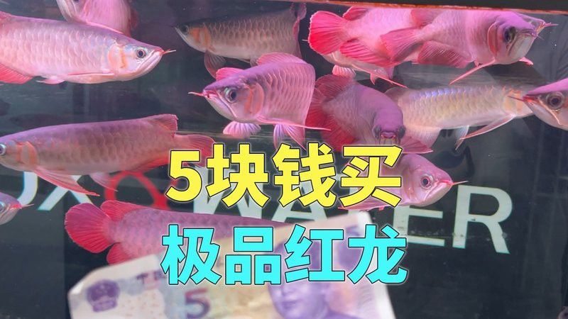 印度紅龍魚多少錢一條啊視頻講解