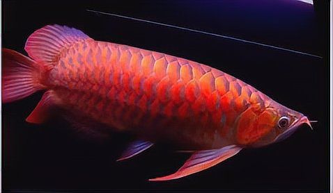 紅龍魚BTL系列色彩特點