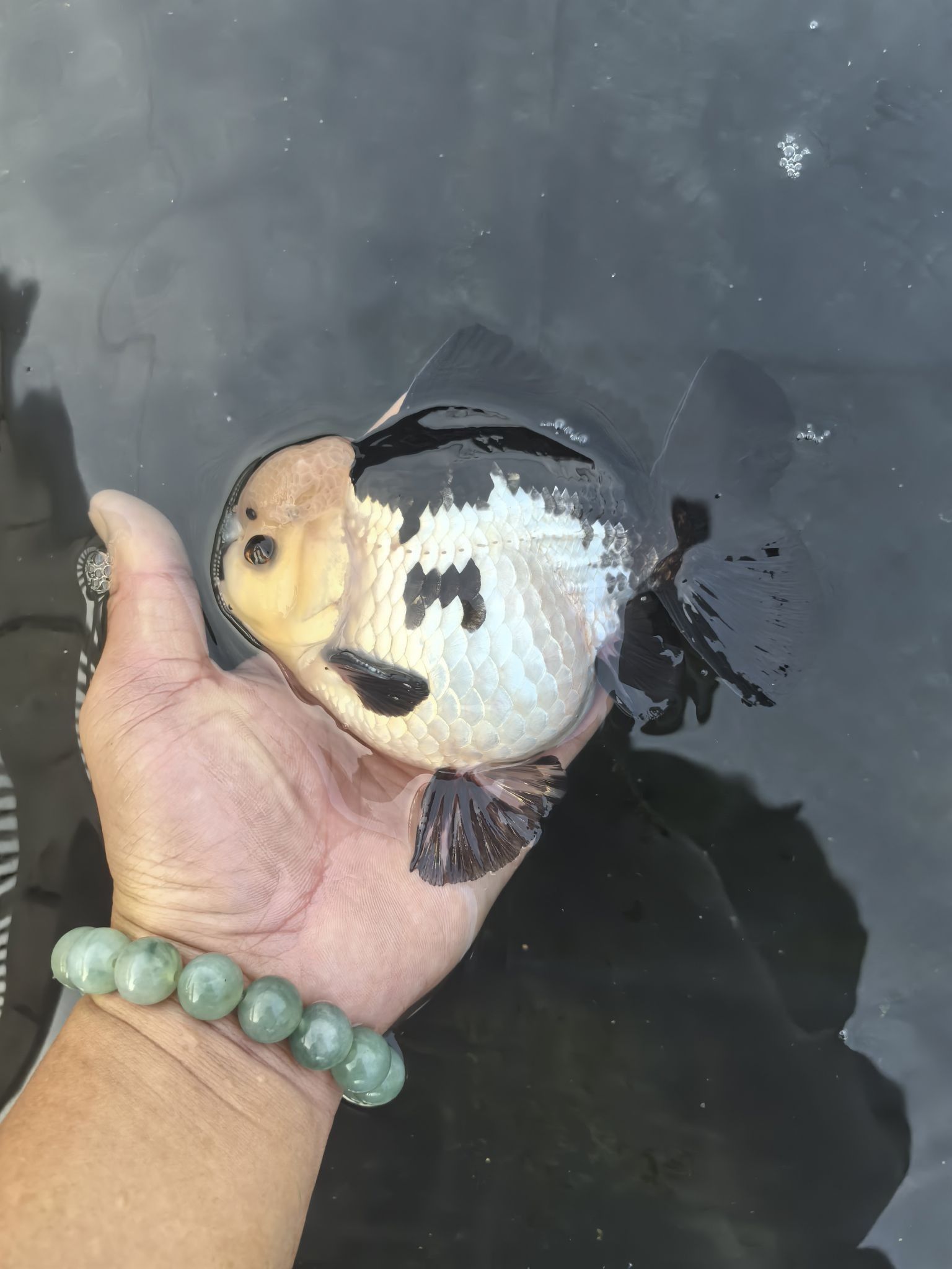 揭陽龍魚養殖場地址電話