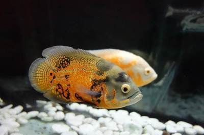 適合與紅龍魚混養的高端魚種有哪些品種適合與紅龍魚混養的高端魚種：適合與紅龍魚混養的高端魚種