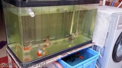 新開的魚缸多長時間適合放魚，養(yǎng)水周期老缸新開流程養(yǎng)水期間注意事項硝化系統(tǒng)建立方法