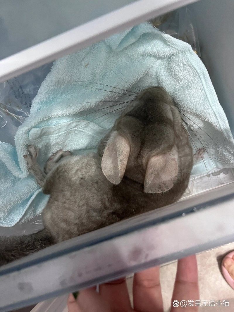 龍貓被貓嚇到多久會(huì)恢復(fù)？