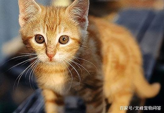 龍貓被貓嚇到多久會恢復？