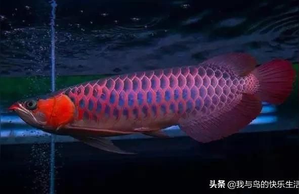 幸運(yùn)紅龍魚壁紙手機(jī)壁紙
