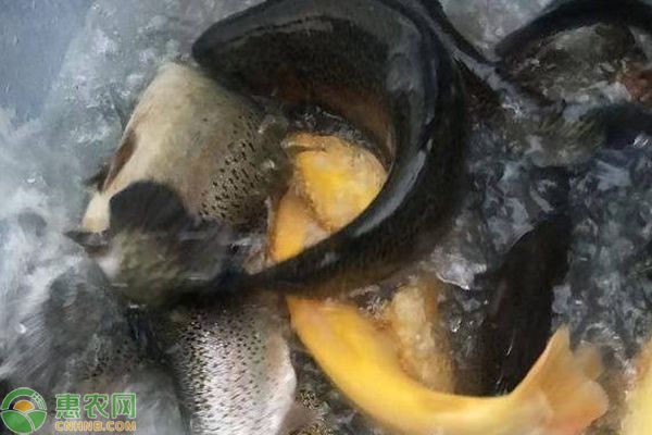 龍魚是冷水魚還是熱帶魚：熱帶魚與冷水魚的區別