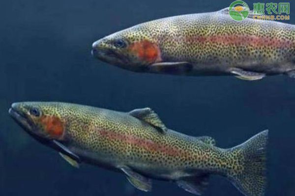 龍魚是冷水魚還是熱帶魚：熱帶魚與冷水魚的區別