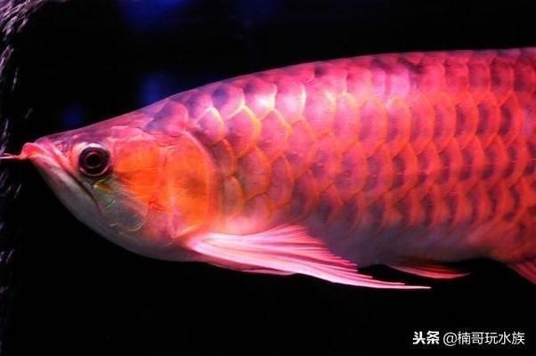 最值錢的龍魚是什么魚，世界上最值錢的龍魚品種
