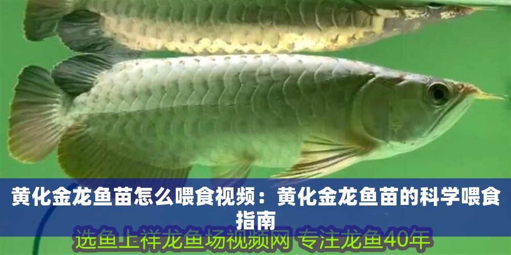 黃化金龍魚苗怎么喂食視頻：黃化金龍魚苗的科學喂食指南