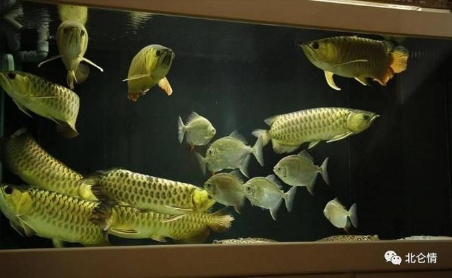 金龍魚壓養體色為什么會好：30篇金龍魚壓養體色與健康金龍魚壓養體色與健康金龍魚壓養體色