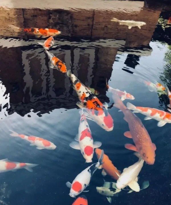 金龍鳳錦鯉為什么蹦出來了